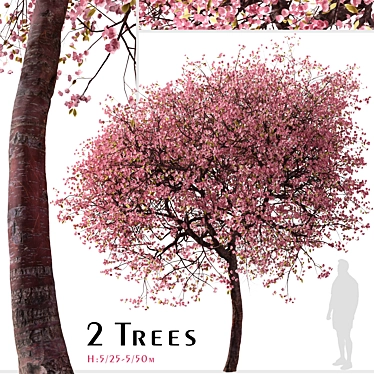 Double-Flowering Kwanzan Cherry Trees (2 Pack) 3D model image 1 