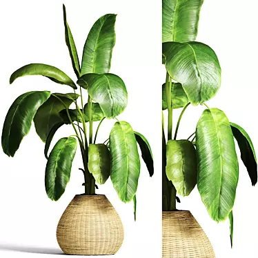 Tropical Banana Plant Model 3D model image 1 