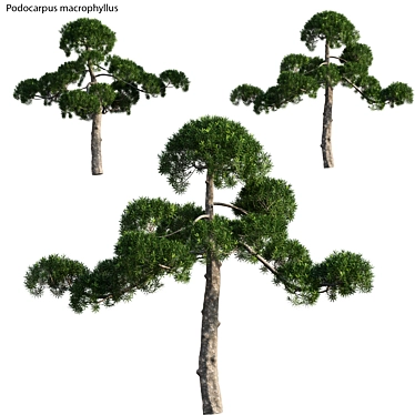 Podocarpus Macrophyllus: Exquisite Evergreen Tree 3D model image 1 