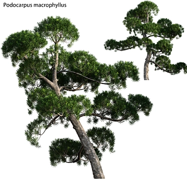 Archived Podocarpus Macrophyllus: 3ds Max, FBX, OBJ, Textures 3D model image 1 