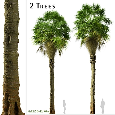 Coastal Carolina Palmetto Trees (2-Pack) 3D model image 1 
