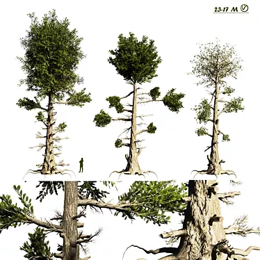 Needle-Leaf Pine 3D Model 3D model image 1 