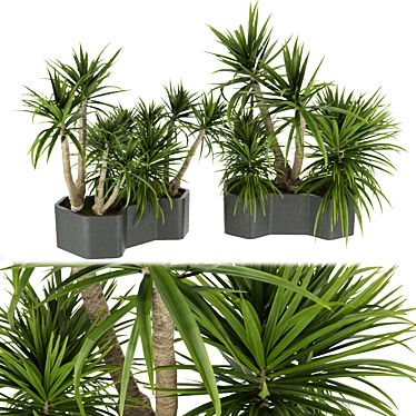 Tropical Greenery Collection: Indoor Palm & Dracaena 3D model image 1 