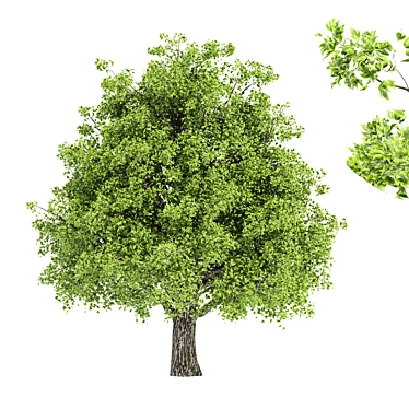 Liquidambar Formosana Tree: 3D Model for Vray and Corona 3D model image 1 