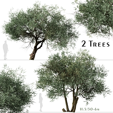 Koroneiki Olive Tree Set: A Pair of Greek Olea europaea Trees 3D model image 1 