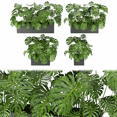 Monstera Collection: Indoor Jungle Vibe 3D model image 1 