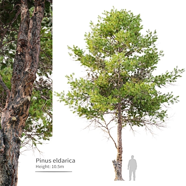 Eldarica Pine: Majestic and Resilient 3D model image 1 