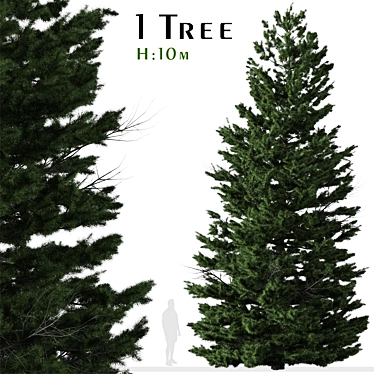 Cilician Fir Tree: Realistic Conifer for Landscapes 3D model image 1 