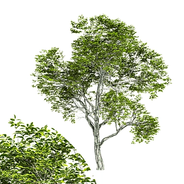 Varietal Quercus Tree: Download 3D Model 3D model image 1 