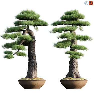 Miniature Pine Bonsai Tree 3D model image 1 