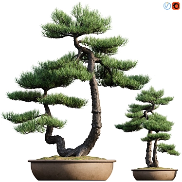 Mini Pine Bonsai - 3D Model 3D model image 1 