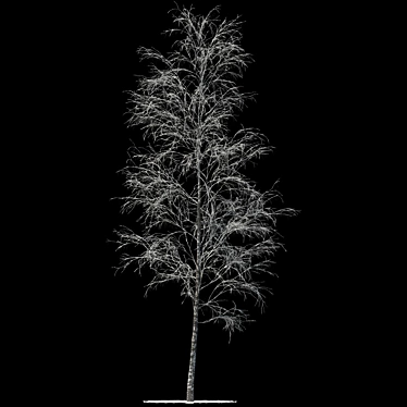 Snowy Birch - 13m Height 3D model image 1 