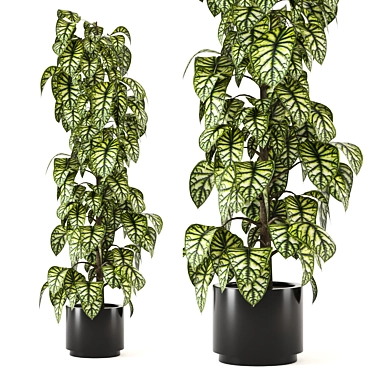 Indoor Plants Collection - Set 274: 3D Models for V-Ray and Corona 3D model image 1 