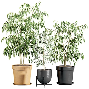 Ficus benjamin set