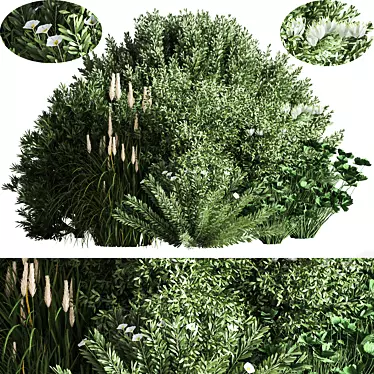 Biome Myrtle