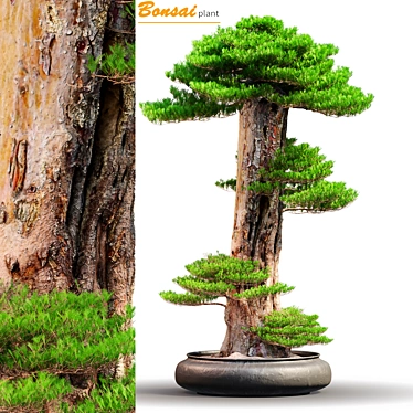 Exquisite Bonsai: 1.7m of Natural Beauty 3D model image 1 