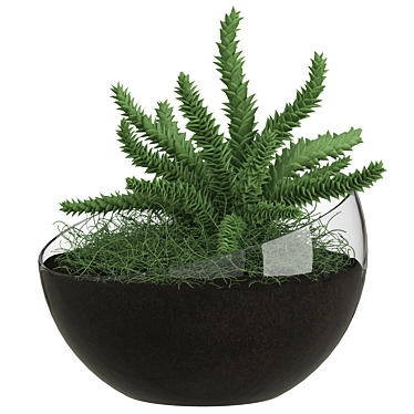 Spherical Glass Pot with Plant 3D model image 1 