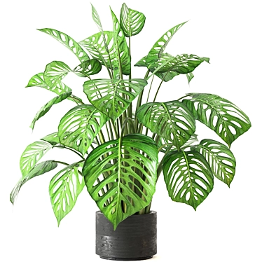 Tropical Oasis - Indoor Plants Collection 3D model image 1 