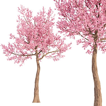 Cherry Blossom Tree - Spring Beauty 3D model image 1 