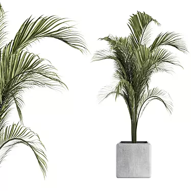 Tropical Palm Outdoor Plant 3D model image 1 