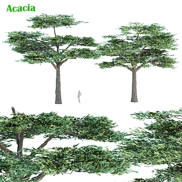 Elegant Acacia Trees: Volume 87 3D model image 1 