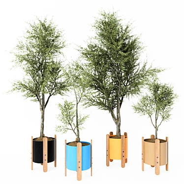 Elegant Indoor Ornamental Olive Trees 3D model image 1 