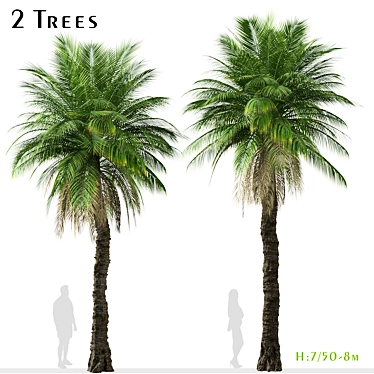 Cliff Date Palm Duo: Phoenix rupicola Trees 3D model image 1 