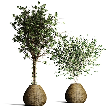 Indoor Plant Collection: 63 Varieties 3D model image 1 