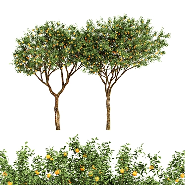 Fruit Trees - Orange Duo 3D model image 1 
