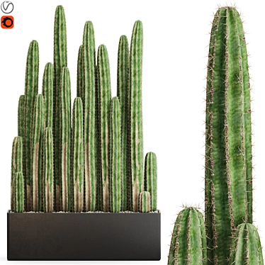 Botanical Beauties Set 693 3D model image 1 