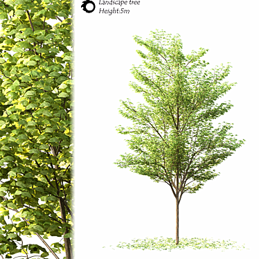 2014 Landscape Tree 5m Corona 3D model image 1 