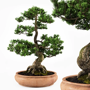 bonsai tree