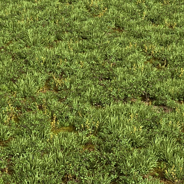 Mixed Grass Collection Pack 3D model image 1 