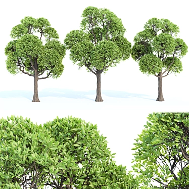 Premium Outdoor Trees Collection Vol.93 3D model image 1 