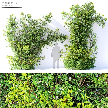  Twin Vine Plants, 3.5m Height 3D model image 1 