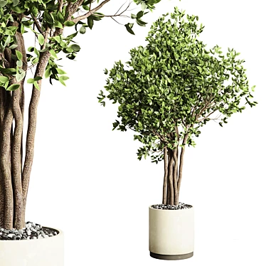 Benjamin Ficus Tree & Concrete Vase 3D model image 1 