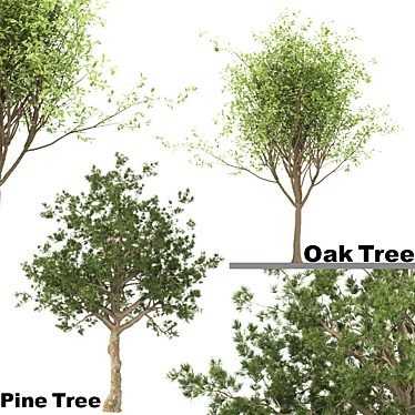 Oak & Pine Duo Forest 3D model image 1 