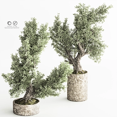 Bonsai & Indoor Plant Ensemble 3D model image 1 