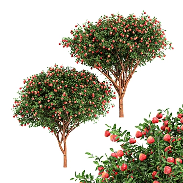 Fruit Tree Models Collection - 3dsMax & OBJ 3D model image 1 