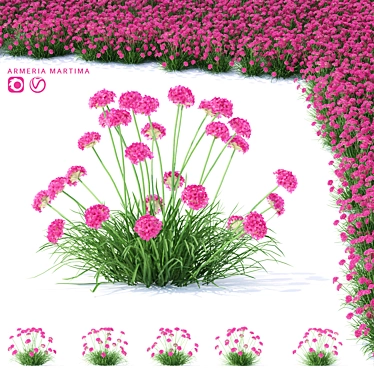 Coastal Armeria Plants Set 3D model image 1 