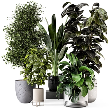 Modern Indoor Plants in Large Bau Pot 3D model image 1 