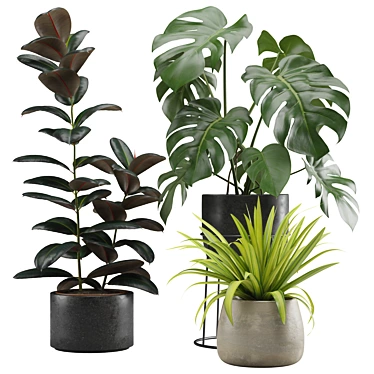 Exotic Indoor Plant Pack Collection 3D model image 1 