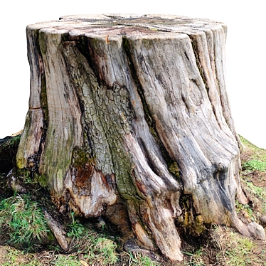  Wood Stump 3D Scan 3D model image 1 