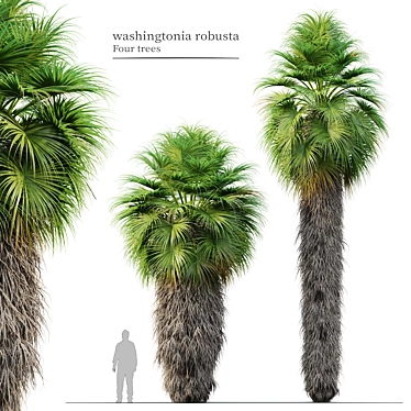 Mexican Fan Palm Trees, Pair 3D model image 1 