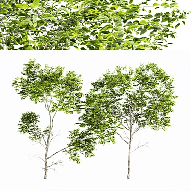 Variable Oak Tree Models Bundle 3D model image 1 