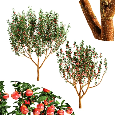 Fruit Tree 3D Models Bundle 3D model image 1 