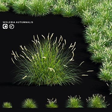 Autumnal Sesleria Decorative Grasses 3D model image 1 