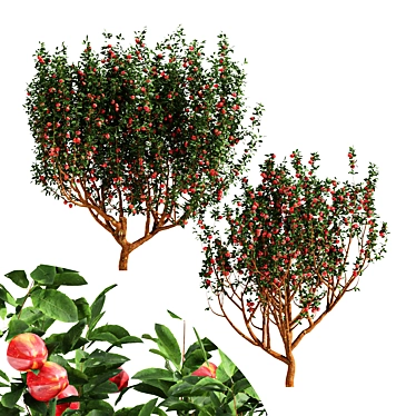 Fruit Trees 3D Model Collection 3D model image 1 