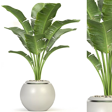 Botanical Oasis Plant Collection 3D model image 1 