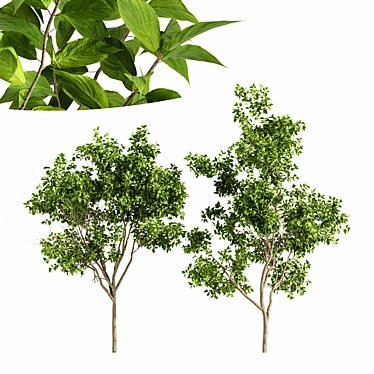 Serotina Tree 3D Model Collection 3D model image 1 